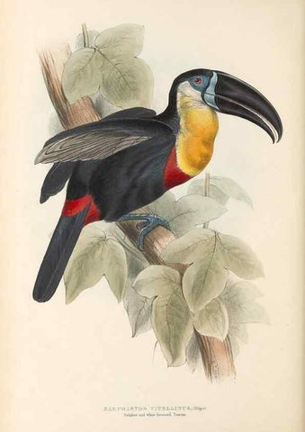 Reproducción/Reproduction 32214890247: A monograph of the Ramphastidae, or family of toucans /. London :Published by the author, 20, Broad Street, Golden Square,1834 [that is, 1833-1835].. 