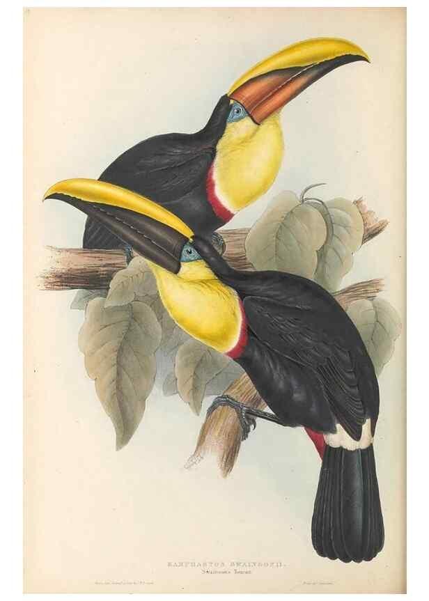Reproducción/Reproduction 47156772771: A monograph of the Ramphastidae, or family of toucans /. London :Published by the author, 20, Broad Street, Golden Square,1834 [that is, 1833-1835].. 
