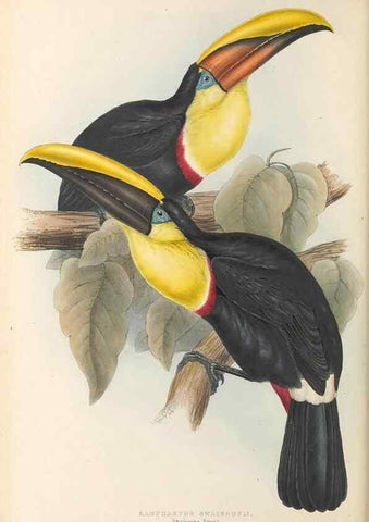 Reproducción/Reproduction 47156772771: A monograph of the Ramphastidae, or family of toucans /. London :Published by the author, 20, Broad Street, Golden Square,1834 [that is, 1833-1835].. 