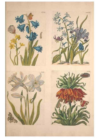 Reproducción/Reproduction 47094511662: De Europischen insecten :. Tot Amsterdam :By J.F. Bernard,1730.. 