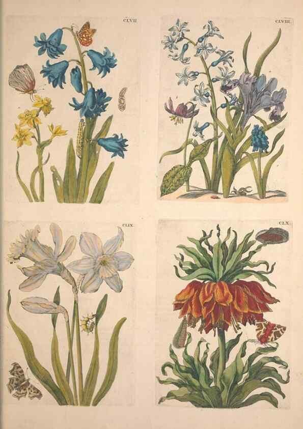 Reproducción/Reproduction 47094511662: De Europischen insecten :. Tot Amsterdam :By J.F. Bernard,1730.. 