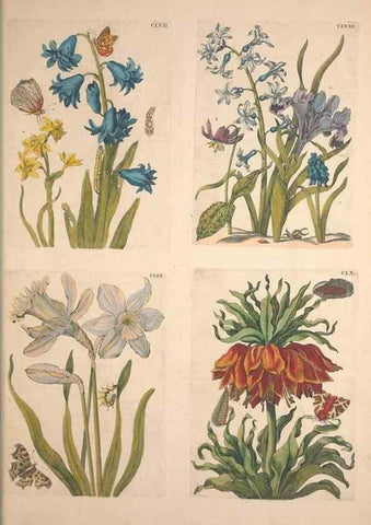 Reproducción/Reproduction 47094511662: De Europischen insecten :. Tot Amsterdam :By J.F. Bernard,1730.. 