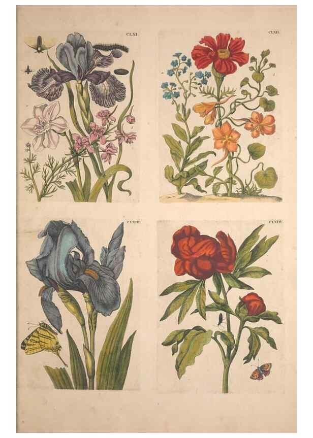 Reproducción/Reproduction 46232500635: De Europischen insecten :. Tot Amsterdam :By J.F. Bernard,1730.. 