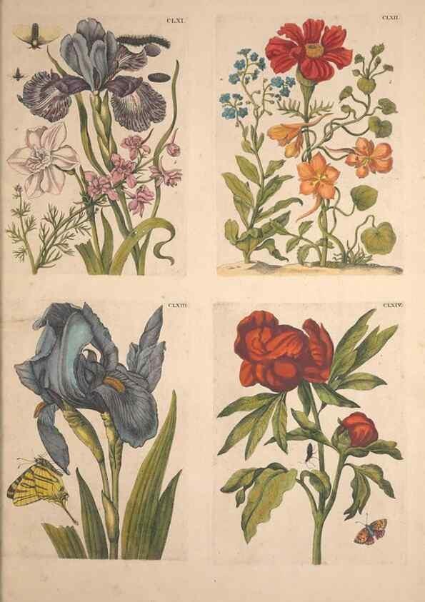 Reproducción/Reproduction 46232500635: De Europischen insecten :. Tot Amsterdam :By J.F. Bernard,1730.. 