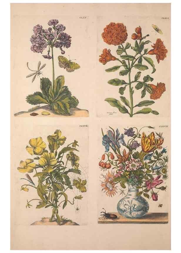 Reproducción/Reproduction 46423360374: De Europischen insecten :. Tot Amsterdam :By J.F. Bernard,1730.. 