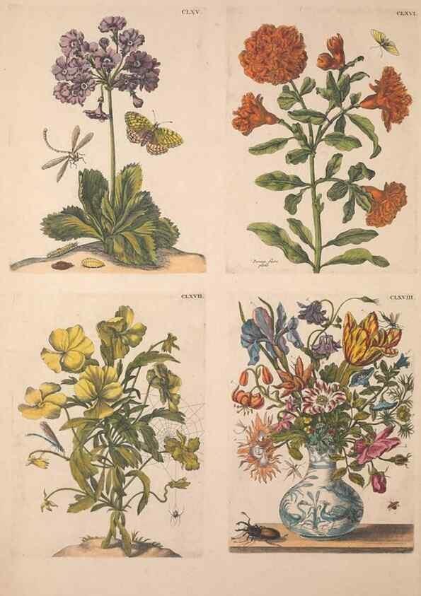 Reproducción/Reproduction 46423360374: De Europischen insecten :. Tot Amsterdam :By J.F. Bernard,1730.. 