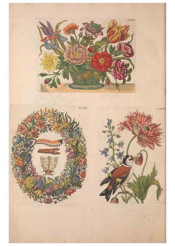 Reproducción/Reproduction 47146776871: De Europischen insecten :. Tot Amsterdam :By J.F. Bernard,1730.. 