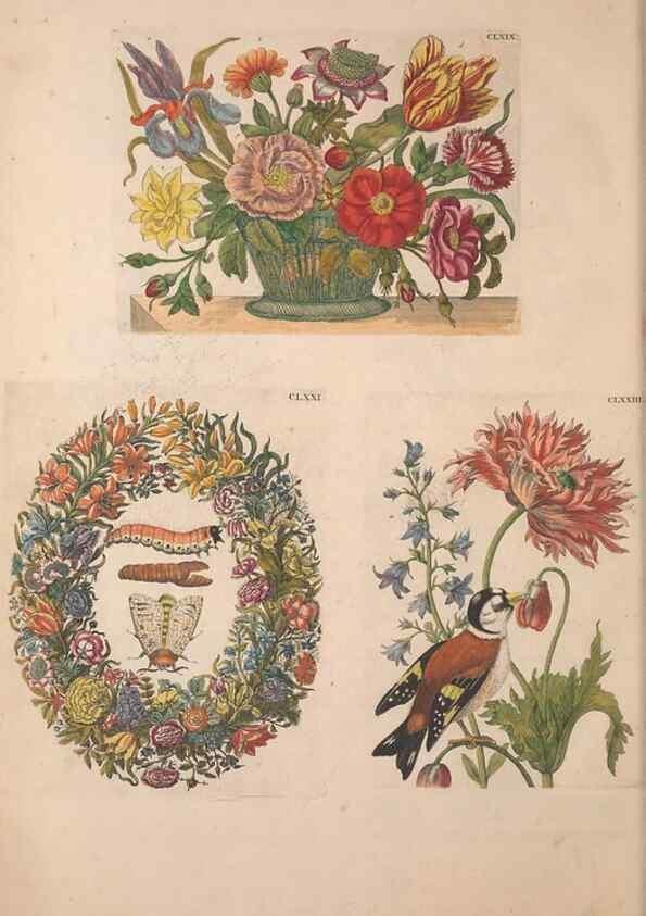 Reproducción/Reproduction 47146776871: De Europischen insecten :. Tot Amsterdam :By J.F. Bernard,1730.. 