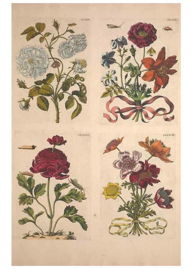 Reproducción/Reproduction 46232504875: De Europischen insecten :. Tot Amsterdam :By J.F. Bernard,1730.. 