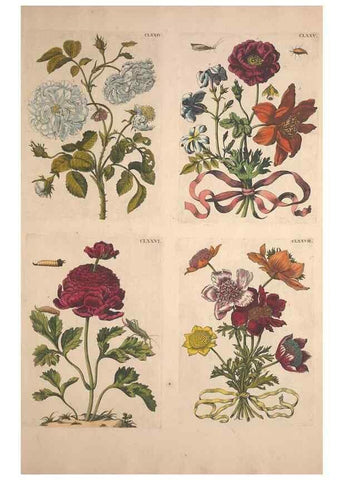 Reproducción/Reproduction 46232504875: De Europischen insecten :. Tot Amsterdam :By J.F. Bernard,1730.. 