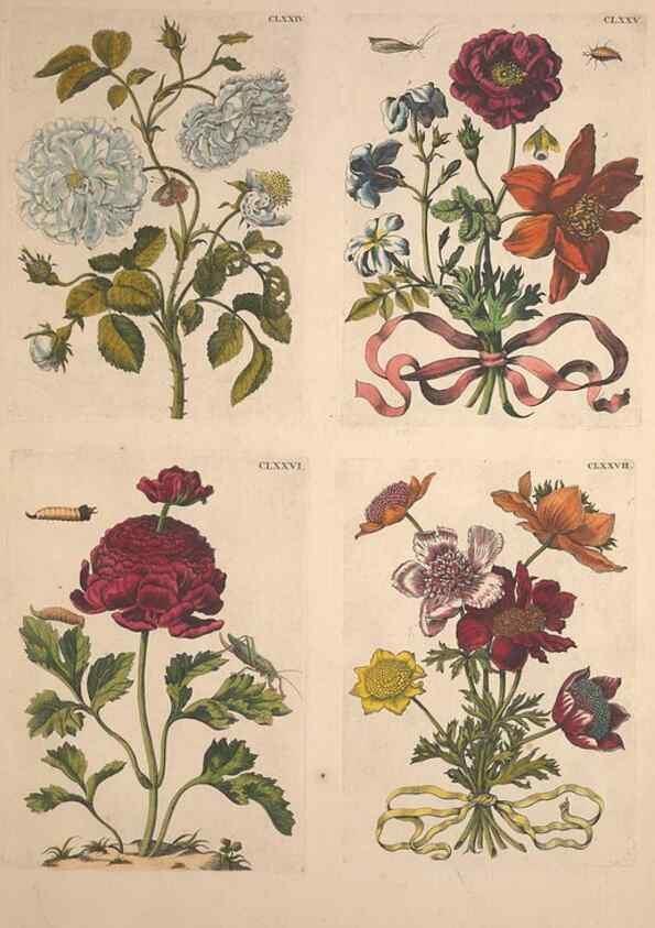 Reproducción/Reproduction 46232504875: De Europischen insecten :. Tot Amsterdam :By J.F. Bernard,1730.. 
