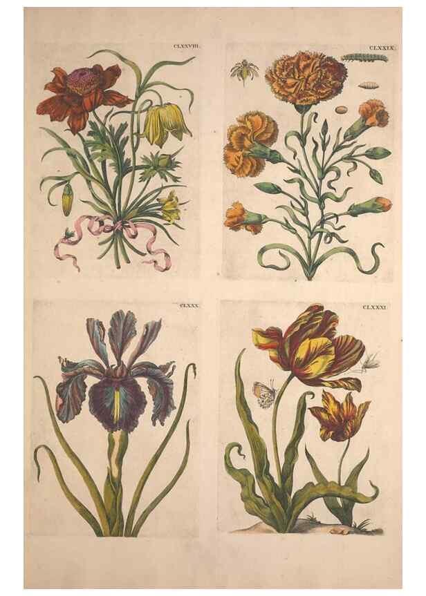 Reproducción/Reproduction 40181787293: De Europischen insecten :. Tot Amsterdam :By J.F. Bernard,1730.. 