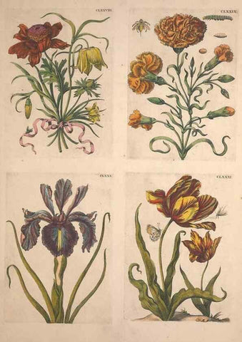 Reproducción/Reproduction 40181787293: De Europischen insecten :. Tot Amsterdam :By J.F. Bernard,1730.. 