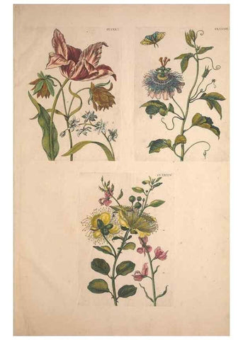 Reproducción/Reproduction 47146783021: De Europischen insecten :. Tot Amsterdam :By J.F. Bernard,1730.. 