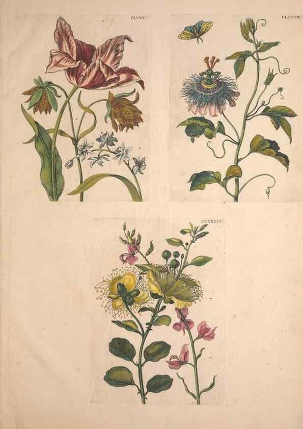Reproducción/Reproduction 47146783021: De Europischen insecten :. Tot Amsterdam :By J.F. Bernard,1730.. 