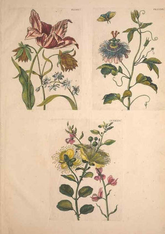 Reproducción/Reproduction 47146783021: De Europischen insecten :. Tot Amsterdam :By J.F. Bernard,1730.. 