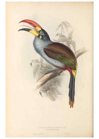 Reproducción/Reproduction 47156782401: A monograph of the Ramphastidae, or family of toucans /. London :Published by the author, 20, Broad Street, Golden Square,1834 [that is, 1833-1835].. 