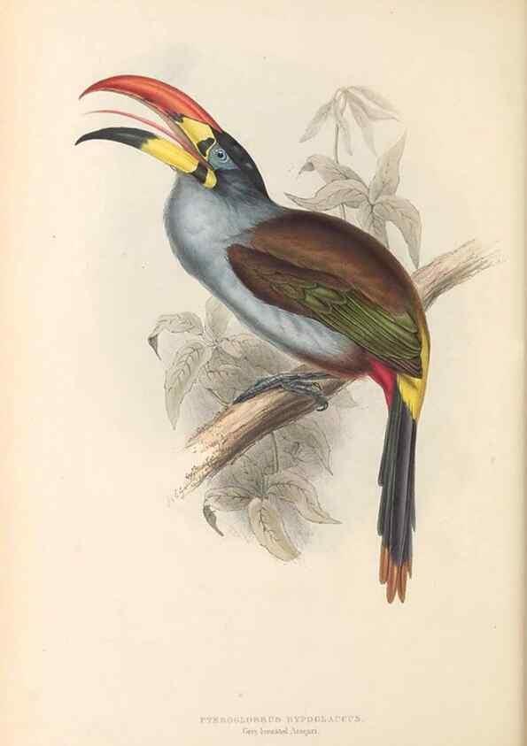 Reproducción/Reproduction 47156782401: A monograph of the Ramphastidae, or family of toucans /. London :Published by the author, 20, Broad Street, Golden Square,1834 [that is, 1833-1835].. 