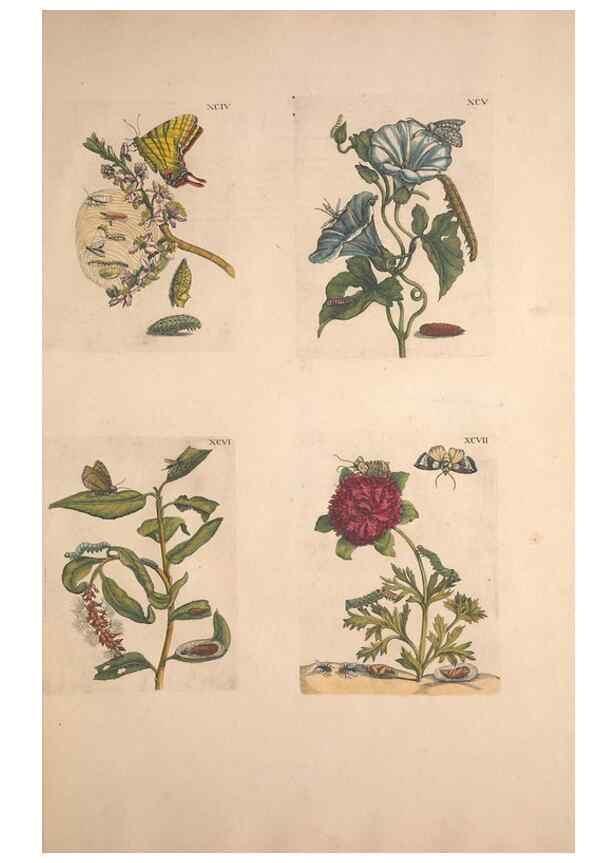 Reproducción/Reproduction 46423385794: De Europischen insecten :. Tot Amsterdam :By J.F. Bernard,1730.. 