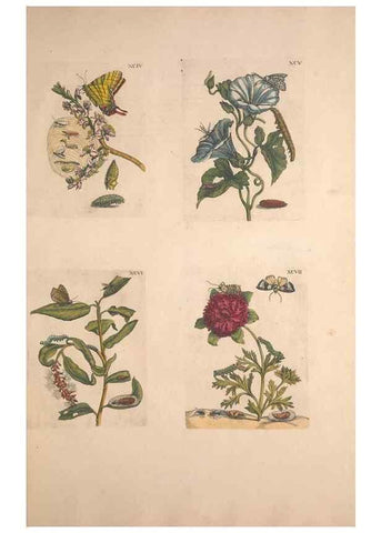 Reproducción/Reproduction 46423385794: De Europischen insecten :. Tot Amsterdam :By J.F. Bernard,1730.. 