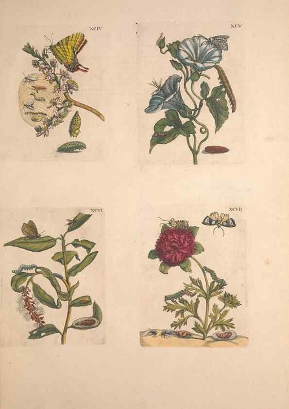 Reproducción/Reproduction 46423385794: De Europischen insecten :. Tot Amsterdam :By J.F. Bernard,1730.. 