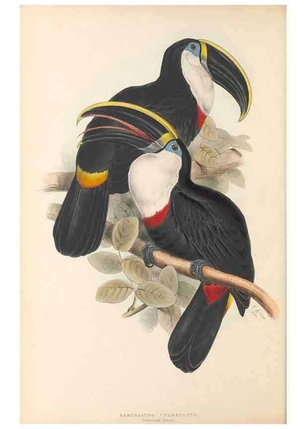 Reproducción/Reproduction 47156767831: A monograph of the Ramphastidae, or family of toucans /. London :Published by the author, 20, Broad Street, Golden Square,1834 [that is, 1833-1835].. 