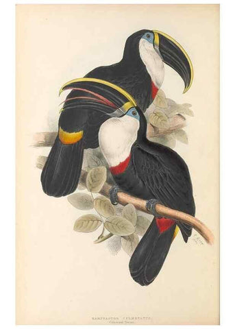 Reproducción/Reproduction 47156767831: A monograph of the Ramphastidae, or family of toucans /. London :Published by the author, 20, Broad Street, Golden Square,1834 [that is, 1833-1835].. 