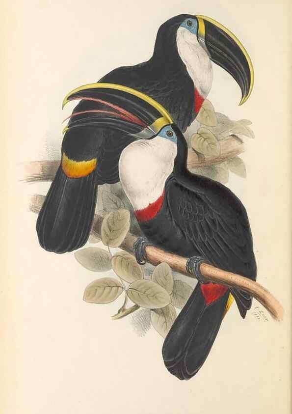Reproducción/Reproduction 47156767831: A monograph of the Ramphastidae, or family of toucans /. London :Published by the author, 20, Broad Street, Golden Square,1834 [that is, 1833-1835].. 