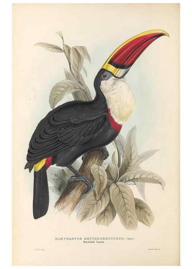 Reproducción/Reproduction 40191840153: A monograph of the Ramphastidae, or family of toucans /. London :Published by the author, 20, Broad Street, Golden Square,1834 [that is, 1833-1835].. 