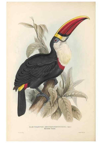 Reproducción/Reproduction 40191840153: A monograph of the Ramphastidae, or family of toucans /. London :Published by the author, 20, Broad Street, Golden Square,1834 [that is, 1833-1835].. 