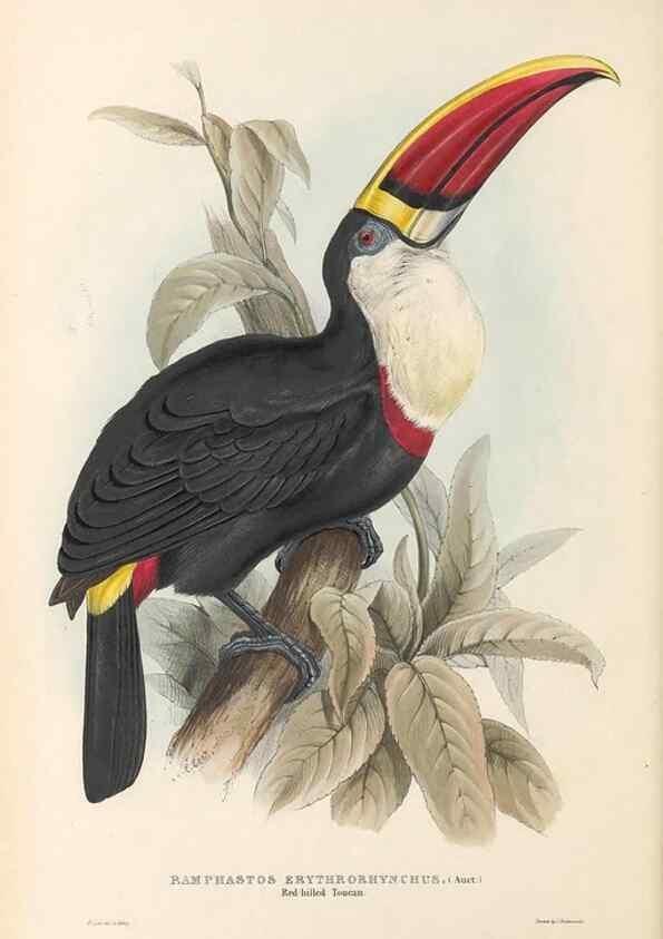 Reproducción/Reproduction 40191840153: A monograph of the Ramphastidae, or family of toucans /. London :Published by the author, 20, Broad Street, Golden Square,1834 [that is, 1833-1835].. 