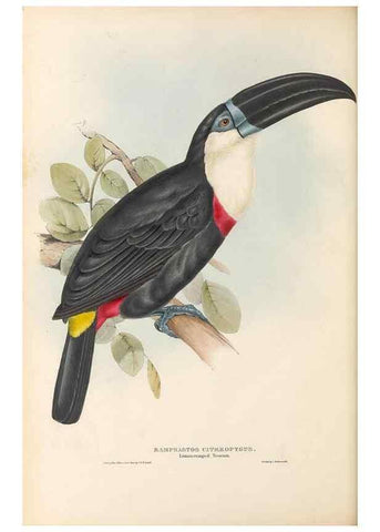 Reproducción/Reproduction 46433262074: A monograph of the Ramphastidae, or family of toucans /. London :Published by the author, 20, Broad Street, Golden Square,1834 [that is, 1833-1835].. 