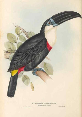 Reproducción/Reproduction 46433262074: A monograph of the Ramphastidae, or family of toucans /. London :Published by the author, 20, Broad Street, Golden Square,1834 [that is, 1833-1835].. 