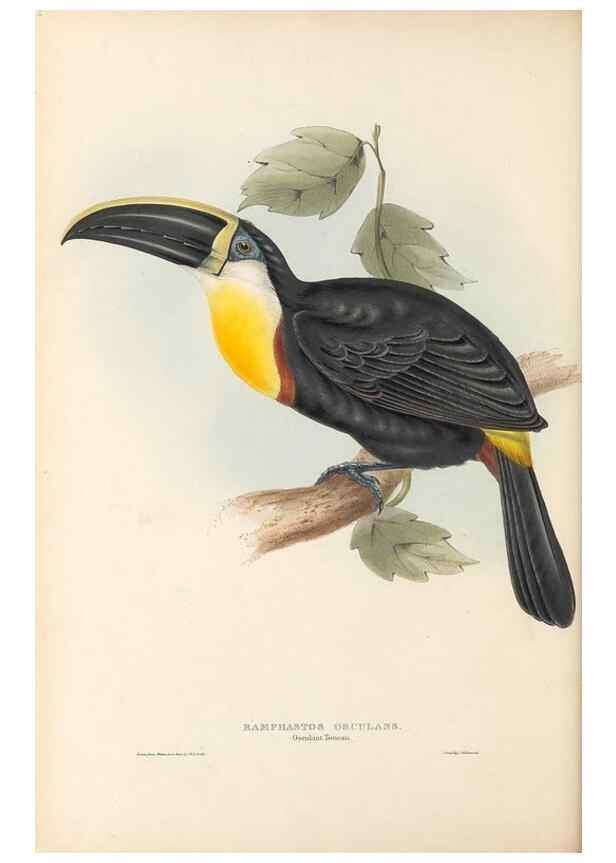 Reproducción/Reproduction 40191842333: A monograph of the Ramphastidae, or family of toucans /. London :Published by the author, 20, Broad Street, Golden Square,1834 [that is, 1833-1835].. 