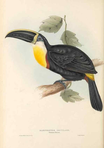 Reproducción/Reproduction 40191842333: A monograph of the Ramphastidae, or family of toucans /. London :Published by the author, 20, Broad Street, Golden Square,1834 [that is, 1833-1835].. 