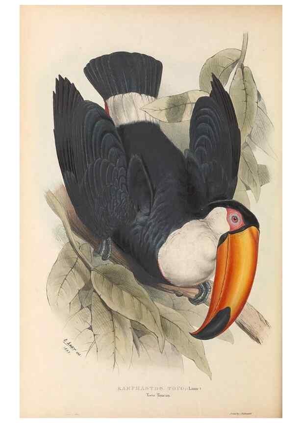 Reproducción/Reproduction 47104665162: A monograph of the Ramphastidae, or family of toucans /. London :Published by the author, 20, Broad Street, Golden Square,1834 [that is, 1833-1835].. 