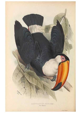 Reproducción/Reproduction 47104665162: A monograph of the Ramphastidae, or family of toucans /. London :Published by the author, 20, Broad Street, Golden Square,1834 [that is, 1833-1835].. 