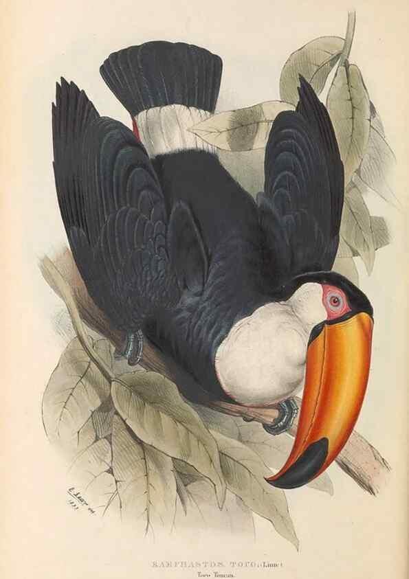 Reproducción/Reproduction 47104665162: A monograph of the Ramphastidae, or family of toucans /. London :Published by the author, 20, Broad Street, Golden Square,1834 [that is, 1833-1835].. 