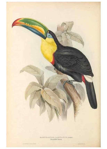 Reproducción/Reproduction 33281571968: A monograph of the Ramphastidae, or family of toucans /. London :Published by the author, 20, Broad Street, Golden Square,1834 [that is, 1833-1835].. 