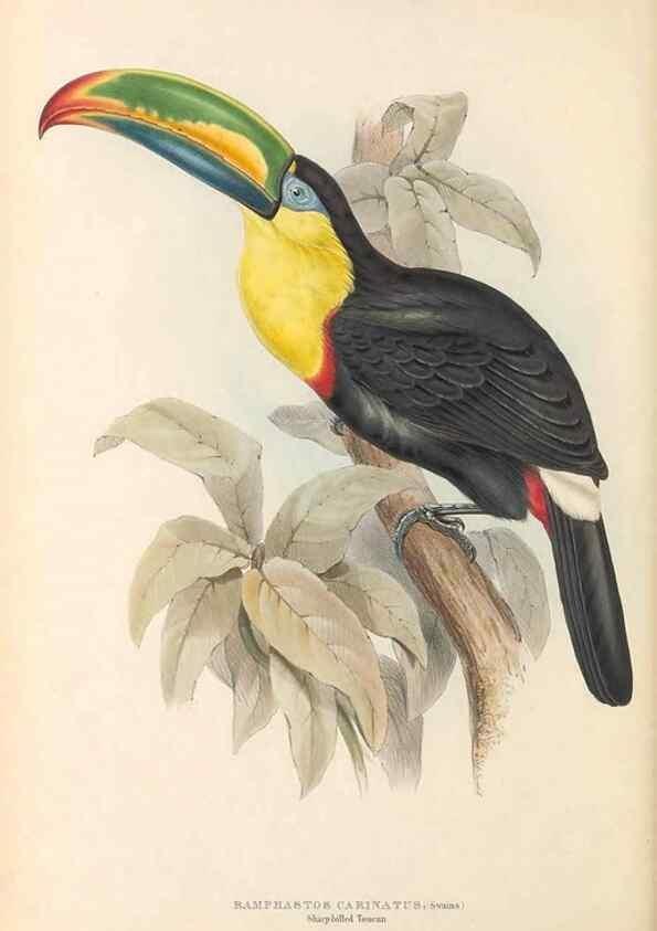 Reproducción/Reproduction 33281571968: A monograph of the Ramphastidae, or family of toucans /. London :Published by the author, 20, Broad Street, Golden Square,1834 [that is, 1833-1835].. 