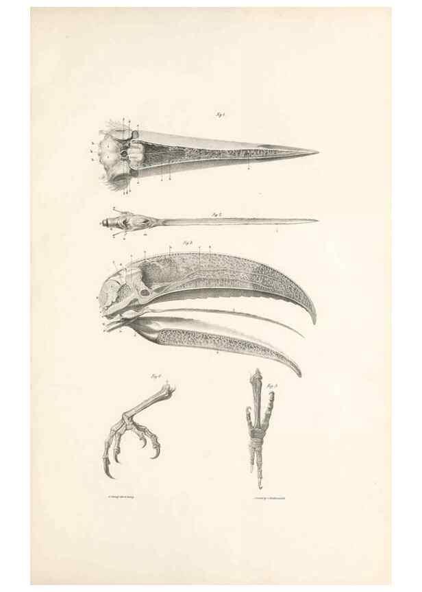 Reproducción/Reproduction 47104660022: A monograph of the Ramphastidae, or family of toucans /. London :Published by the author, 20, Broad Street, Golden Square,1834 [that is, 1833-1835].. 