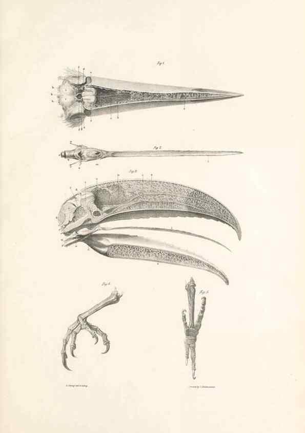 Reproducción/Reproduction 47104660022: A monograph of the Ramphastidae, or family of toucans /. London :Published by the author, 20, Broad Street, Golden Square,1834 [that is, 1833-1835].. 