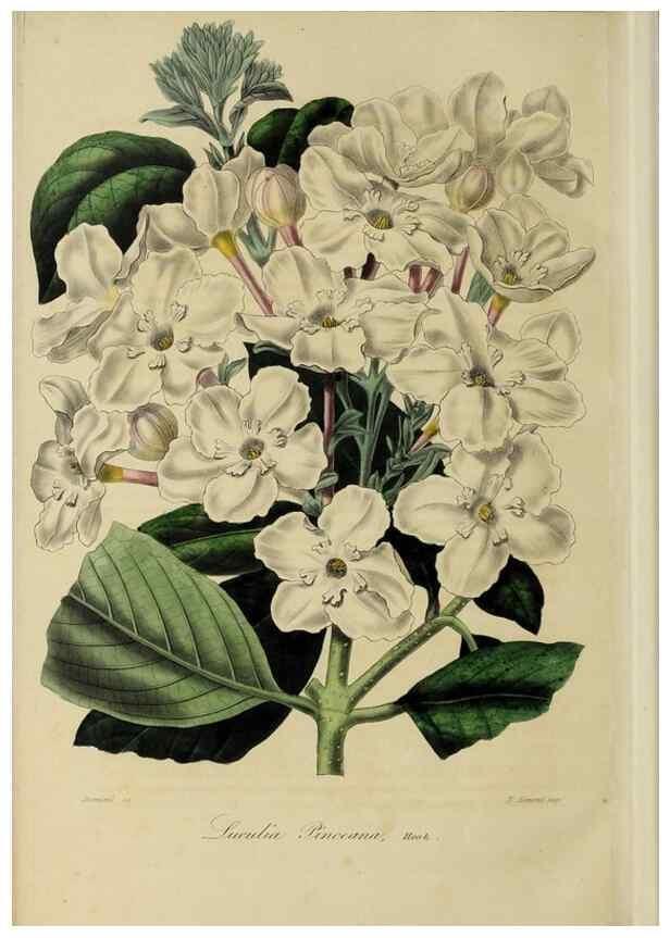 Reproducción/Reproduction 32227541207: Herbier General de l'Amateur.. Paris.. 