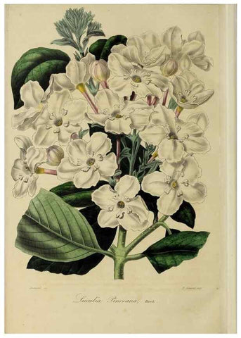 Reproducción/Reproduction 32227541207: Herbier General de l'Amateur.. Paris.. 