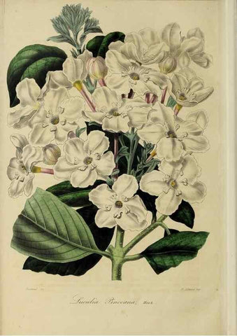 Reproducción/Reproduction 32227541207: Herbier General de l'Amateur.. Paris.. 