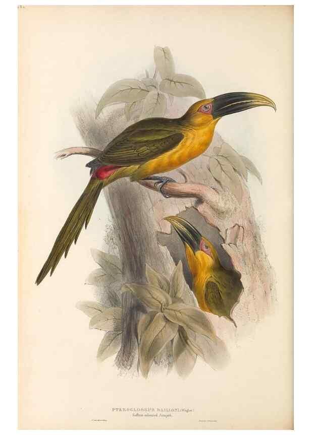 Reproducción/Reproduction 47104679232: A monograph of the Ramphastidae, or family of toucans /. London :Published by the author, 20, Broad Street, Golden Square,1834 [that is, 1833-1835].. 