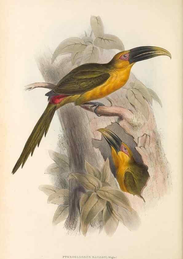 Reproducción/Reproduction 47104679232: A monograph of the Ramphastidae, or family of toucans /. London :Published by the author, 20, Broad Street, Golden Square,1834 [that is, 1833-1835].. 