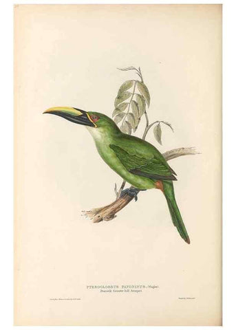 Reproducción/Reproduction 40191853103: A monograph of the Ramphastidae, or family of toucans /. London :Published by the author, 20, Broad Street, Golden Square,1834 [that is, 1833-1835].. 