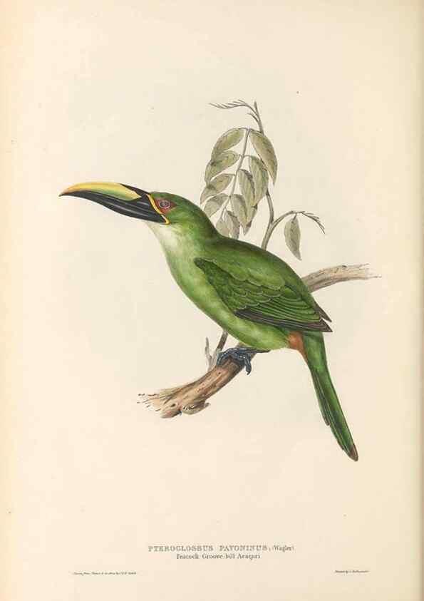 Reproducción/Reproduction 40191853103: A monograph of the Ramphastidae, or family of toucans /. London :Published by the author, 20, Broad Street, Golden Square,1834 [that is, 1833-1835].. 