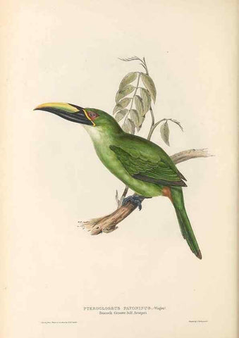 Reproducción/Reproduction 40191853103: A monograph of the Ramphastidae, or family of toucans /. London :Published by the author, 20, Broad Street, Golden Square,1834 [that is, 1833-1835].. 
